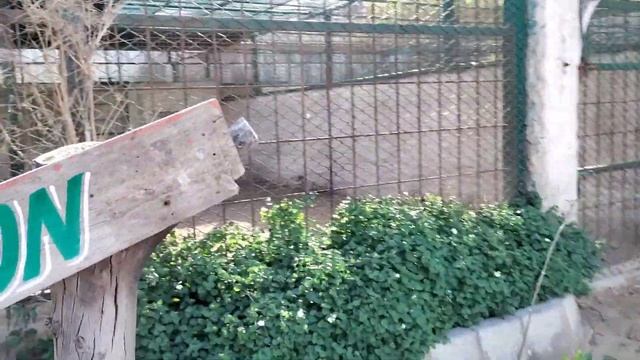 Jimmy Junaid zoologist Visiting 2024 Vlog !!! смотреть онлайн