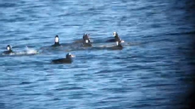 Surf scoter courtship смотреть онлайн
