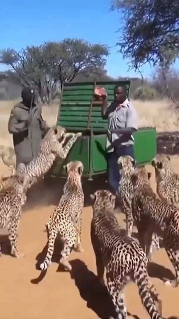 ✅QUE ONÇA BRAVA E UM LEÃO MUITO DÓCIL, JAGUAR AND A VERY DOCILE LION ASSISTAM. #SHORTS