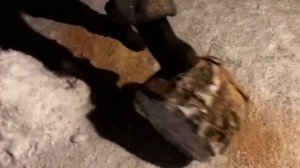 Тест аккумуляторной цепной пилы Feng Bao FB-8355B