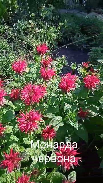 цвіте монарда червона смотреть онлайн