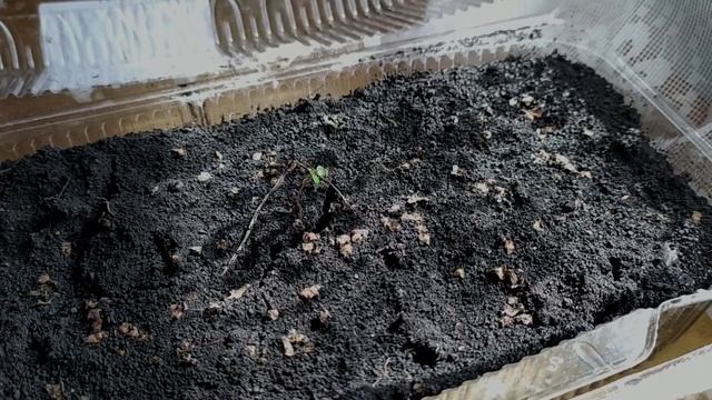 Размножаем семенами березу крупнолистную смотреть онлайн