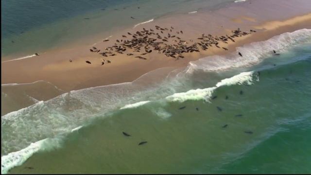 большая белая акула смотреть онлайн