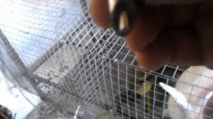 Кролики. Монтаж ниппельных поилок.