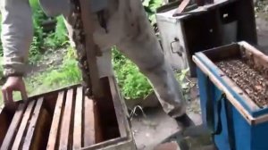 Пасека. Пересадка пчел из пчелопакета в улей