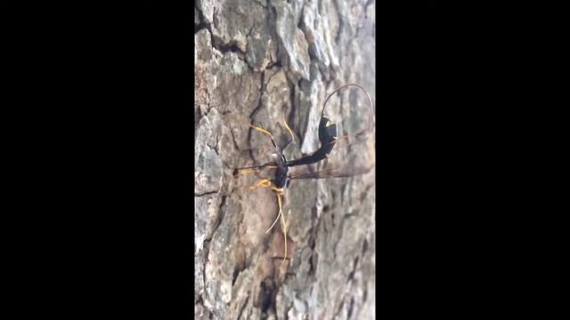 Giant Ichneumon Wasp смотреть онлайн