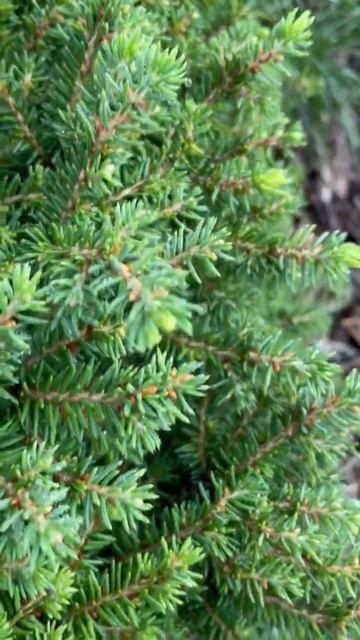 ЕЛЬ КАНАДСКАЯ “Alberta Globe” (Picea glauca “Alberta Globe”) смотреть онлайн