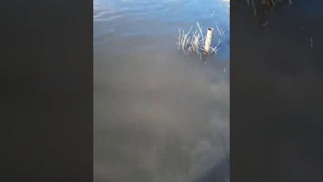 Талапкер 16.04.14 смотреть онлайн