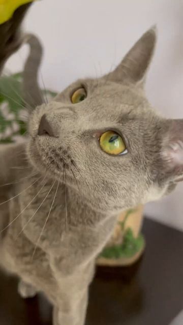 #питомник_Milaskis #cat #kitten #animals #reels #russia #russianblue смотреть онлайн