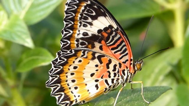 Leoparden Netzflügler (Cethosia cyane) www.Tierportraet.ch смотреть онлайн