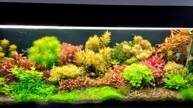 Acuario Holandés смотреть онлайн