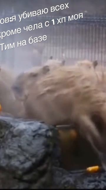 #standoff2 #mobilegame #нож #gaming #веля #стандофф2 #freefire #standoff #game #абовен смотреть онлайн