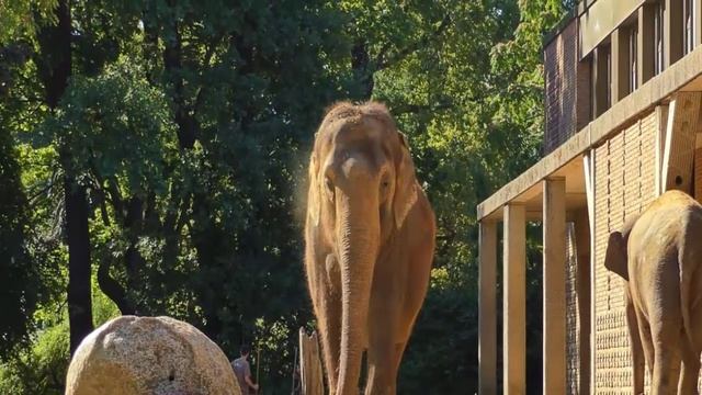 Берлинский зоопарк носороги и слоны #путешествия #туризм #зоопарк #слоны