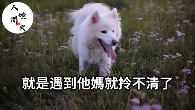 婆婆假裝關心，實則下藥想讓我墮胎！她以為我不知道！我順著給她演了一出好戲！下一秒她全家當場目瞪口呆！#落日溫情#幸福生活#幸福人生#中老年生活#為人處世#情感故事 смотреть онлайн