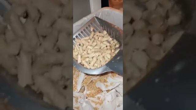 Дворец сранья: брать какашки руками. Cleaning cat shit by bare hands. смотреть онлайн