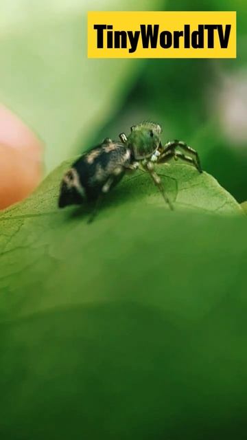 Jumping spider | Shorts | Tiny World TV смотреть онлайн