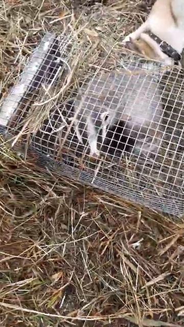 первый раз показал своей лайке барсука