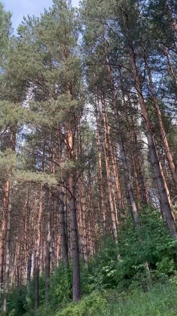 Мангал👌#good #respect #костёр смотреть онлайн