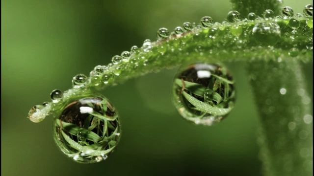 Там время мается в трясине...