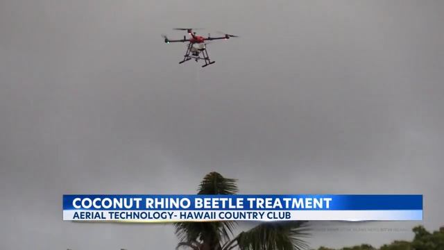 Drones deployed in fight against Hawaii's invasive coconut rhinoceros beetle смотреть онлайн