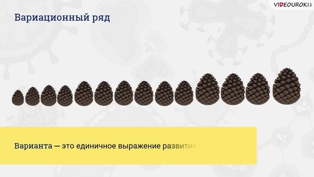 27. Модифик-я и наслед-я изменч-ть. Попул-я генетика смотреть онлайн