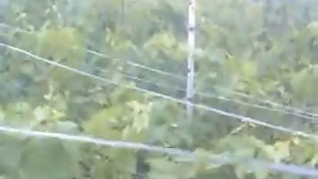 Выращивание саженцев винограда в школке на черном спанбонде(Черниговская область,Украина) смотреть онлайн