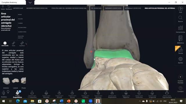 голеностоп