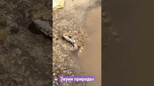Звуки природы, сверчки, лягушки, релакс...для успокления нервной системы смотреть онлайн