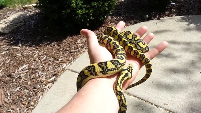 87.5% jungle Jaguar carpet Python. From: Bryan Hum смотреть онлайн