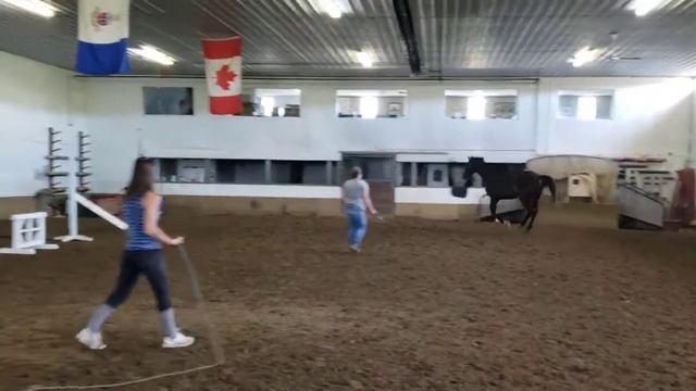 Maserati 2017 Toto Jr x Freestyle black KWPN gelding смотреть онлайн