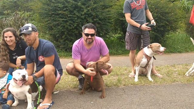 25º Encontro de Pit Bull e Bully no Parque Atuba - Curitiba/PR - 18/02/2018 смотреть онлайн