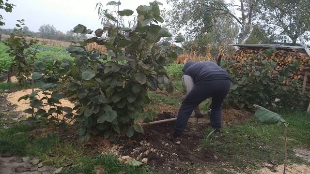 Фундук Трапезунд. Нестандартная выкопка саженцев смотреть онлайн