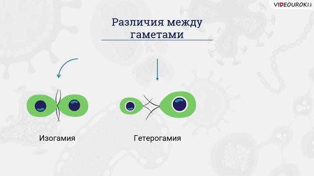 23. Половое и бесполое размножение. Гаметогенез животных и челов. смотреть онлайн