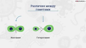 23. Половое и бесполое размножение. Гаметогенез животных и челов.