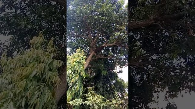 wow! wild honeybee's in mango tree. смотреть онлайн