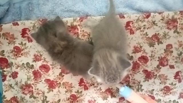 Bottle feeding babycats 🥰 Хватит кидаться тапками — кормили, потому что так надо было. смотреть онлайн