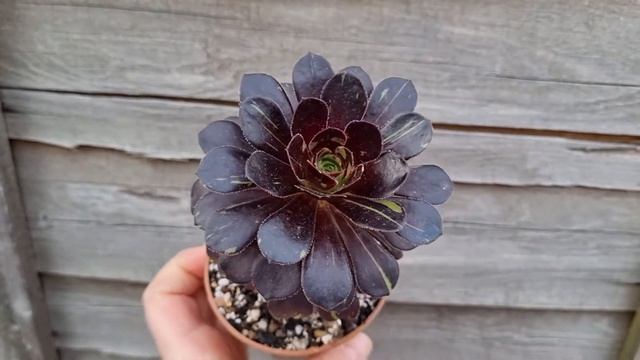 Aeonium Big Bang смотреть онлайн