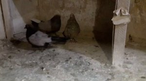 Кировоградские голуби.+380677051219