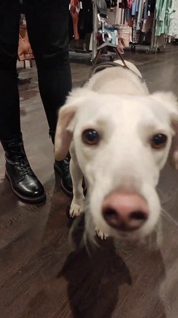 ПЕС - РОЗОВЫЙ нос.#shorts смотреть онлайн