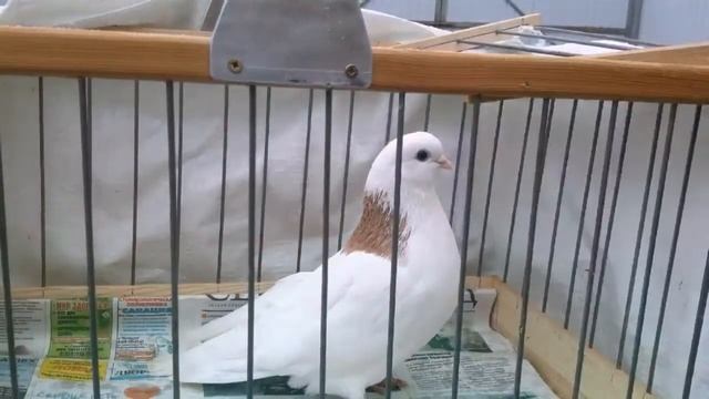 Фото-зарисовка. смотреть онлайн