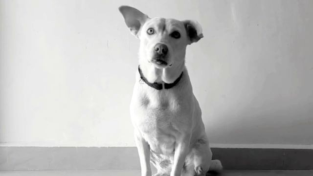 O Doggy | Hindi Dog Lover Song | ABHI plus (Official Music Video) смотреть онлайн