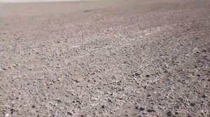 Работа самодельного прикатывающего катка , за сеялкой СЗ 3.6.