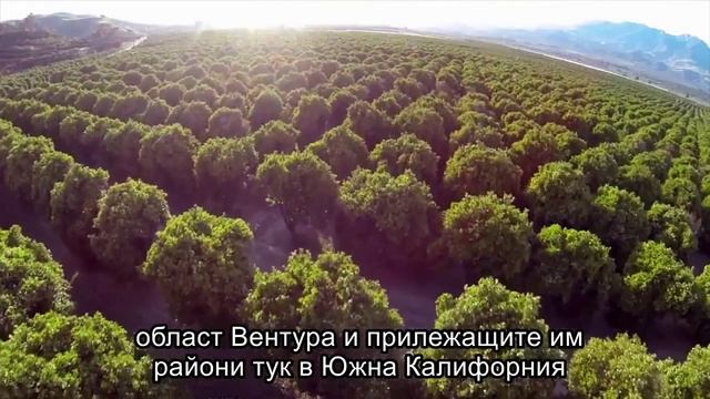 Лимон   етерични масла Форевър