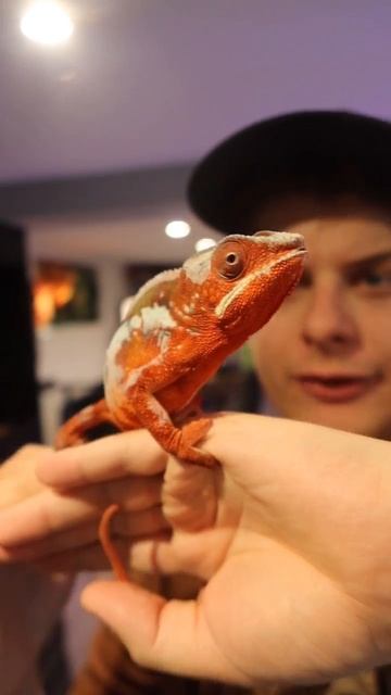 Comment le Caméléon change-t-il de couleur ?! #shorts смотреть онлайн