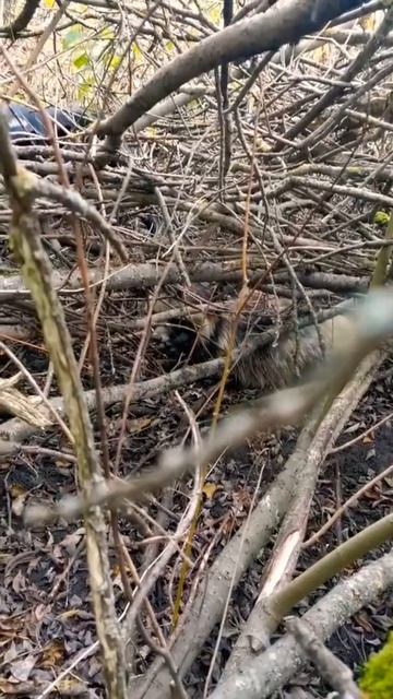 Собака и бешеный енот. #shorts #YouTubeshorts смотреть онлайн