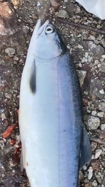 Экскурсии по Камчатке. Фототур. @kamchadall.