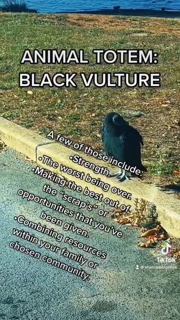 Animal Totem: Black Vulture⚡️ #tarot #meditation #spirituality #animaltotem #birds #message смотреть онлайн