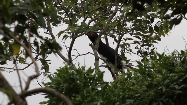Call of the Trumpeter Hornbill смотреть онлайн