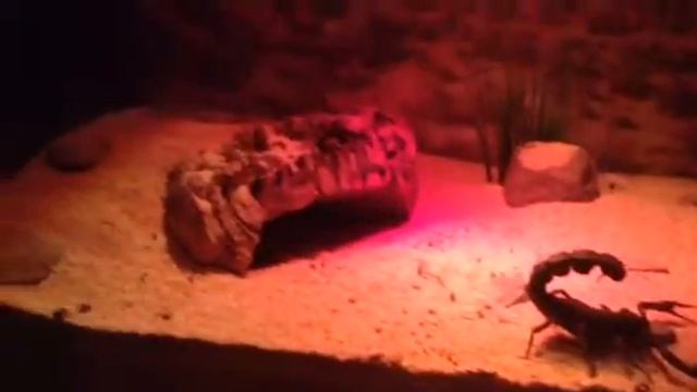 A Maruritanicus attack & one lucky cricket смотреть онлайн