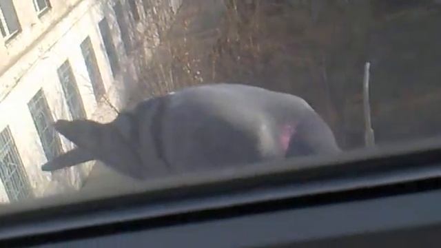 одинокий голубь за моим окном смотреть онлайн